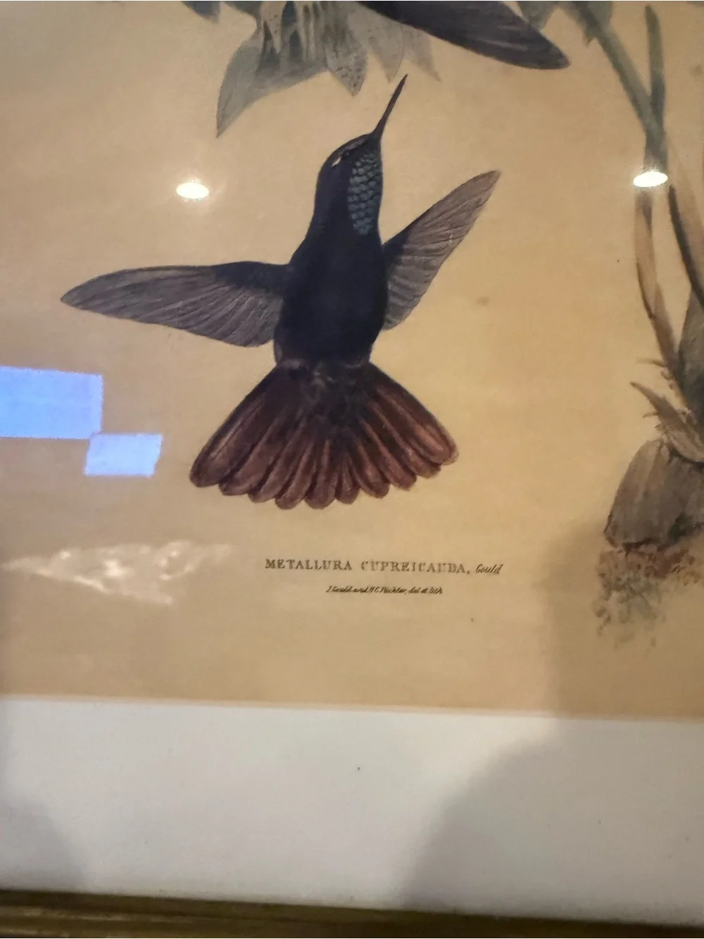 ANTIQUE GOULD HUMMINGBIRD LITHOGRAPH Hand Colored Metallura Cupreicauda